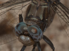 Orthetrum robustum