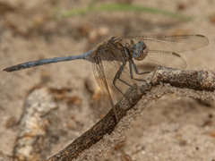 Orthetrum robustum