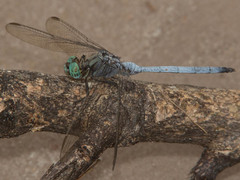 Orthetrum robustum
