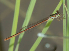 Agriocnemis ruberrima