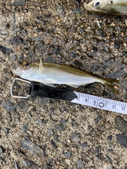 Trachurus japonicus