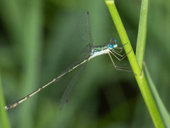 Lestes pinheyi