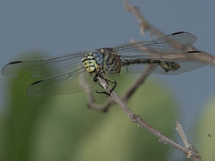 Ictinogomphus dundoensis