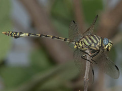 Ictinogomphus dundoensis