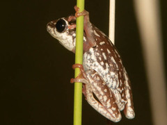 Hyperolius parallelus