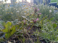 Lamium confertum