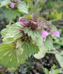 Lamium confertum