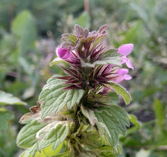 Lamium confertum
