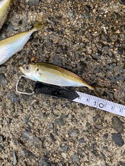 Trachurus japonicus