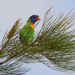 Cape York Rainbow Lorikeet - Photo (c) leithallb, some rights reserved (CC BY-NC), uploaded by leithallb