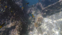 Neopomacentrus azysron