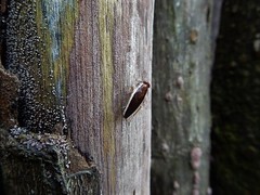 Pseudophyllodromia laticeps