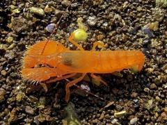 Alpheus villosus