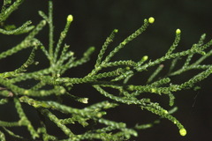 Cupressus torulosa