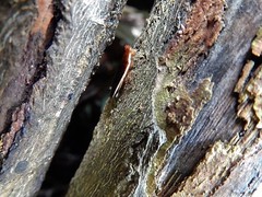 Pseudophyllodromia laticeps