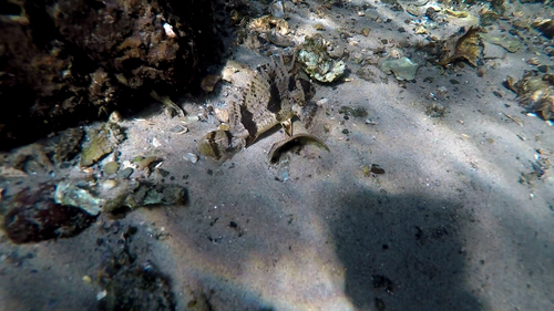 Centropogon australis