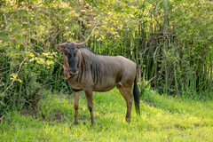 Connochaetes taurinus