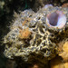 Trididemnum sibogae - Photo (c) Marine Explorer (Dr John Turnbull), some rights reserved (CC BY-NC-SA)