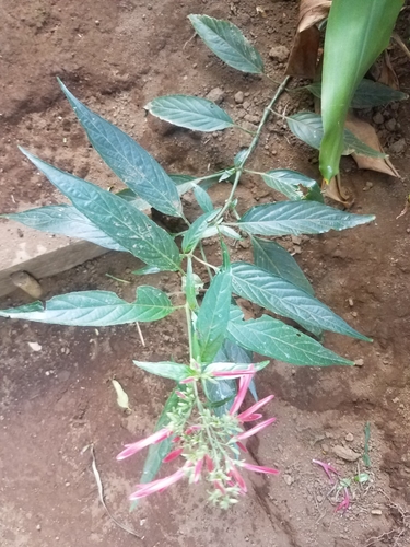 Image of Dianthera secunda by no rights reserved