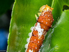 Papilio fuscus capaneus