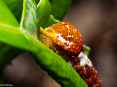 Papilio fuscus capaneus