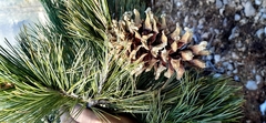 Pinus stylesii