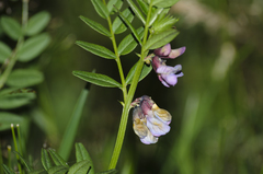 Vicia sepium