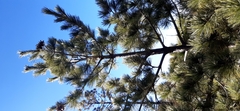 Pinus stylesii