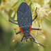 Red-shouldered Bug - Photo (c) Jerry Oldenettel, some rights reserved (CC BY-NC-SA)