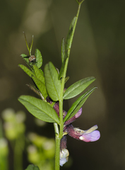 Vicia sepium