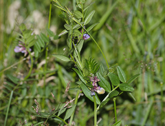 Vicia sepium