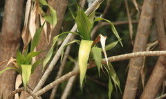 Dracaena angustifolia
