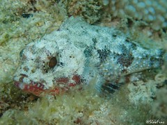 Sebastapistes ballieui