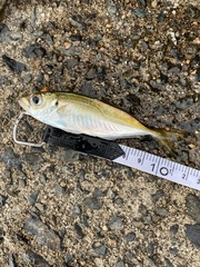 Trachurus japonicus