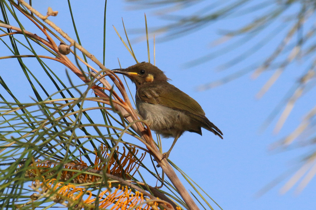 Graceful Honeyeater from Cowal Creek Rd Crossing, Injinoo QLD 4876 ...