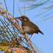 Graceful Honeyeater - Photo (c) leithallb, some rights reserved (CC BY-NC), uploaded by leithallb
