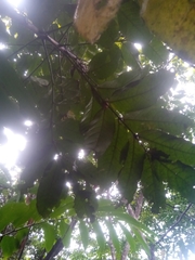 Colea