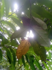 Colea