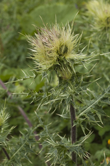 Cirsium obvallatum
