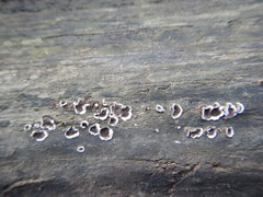 Peniophora malenconii