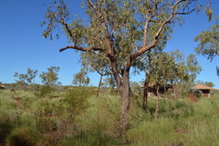 Corymbia hamersleyana