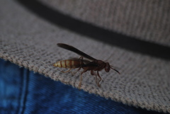 Polistes mexicanus