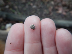 Peniophora malenconii