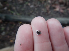 Peniophora malenconii