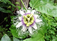 Passiflora edulis edulis