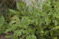 Scrophularia olympica