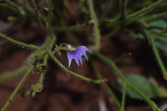 Scaevola parvifolia