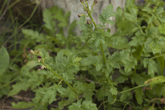 Scrophularia olympica