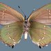 Callophrys sheridanii paradoxa - Photo (c) Todd Stout, some rights reserved (CC BY-NC), uploaded by Todd Stout