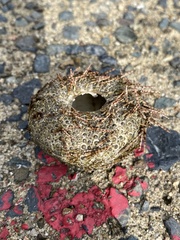 Temnopleurus toreumaticus